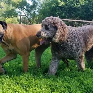 Meet your Posher, Abby